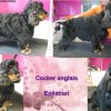 Black & tan English Cocker Spaniel dog